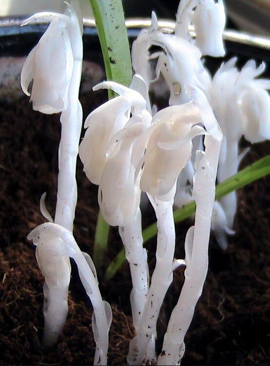 MonotropaUnifloraIndianPipeCheilothecaHumilisw/WhiteFlowers