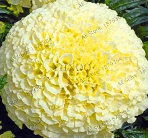 Big White Vanilla African Marigold Seed Home Garden Decor Flower Plant Flores