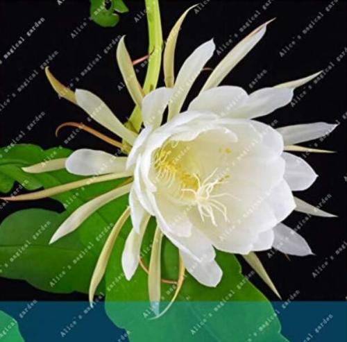 Epiphyllum Nightblooming Cereus Home Garden Flower Plants