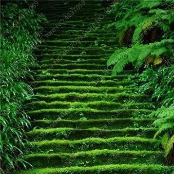Green Moss Flores Rare Exotic Moss Planta Lovely Potted Plant for Decor Home & Garden Planter Purify The Air