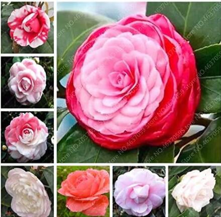 RareRainbowCamelliaFlowerSeedDIYPottedPlantsLightFragrantIndoorFlowerPlantGardenPlanting