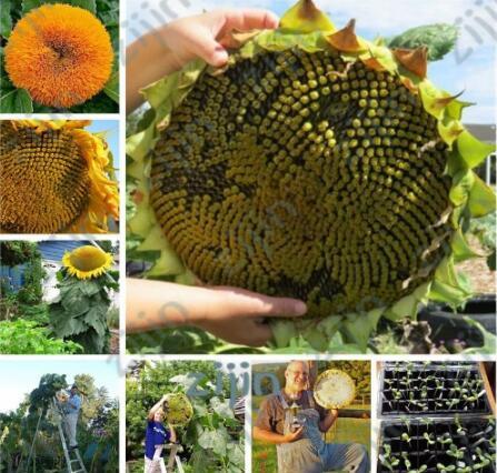 Giant Sunflower Seed Giant big Flower Seed Sunflower Russian Organic Sunflower Seed for Home Garden Plant