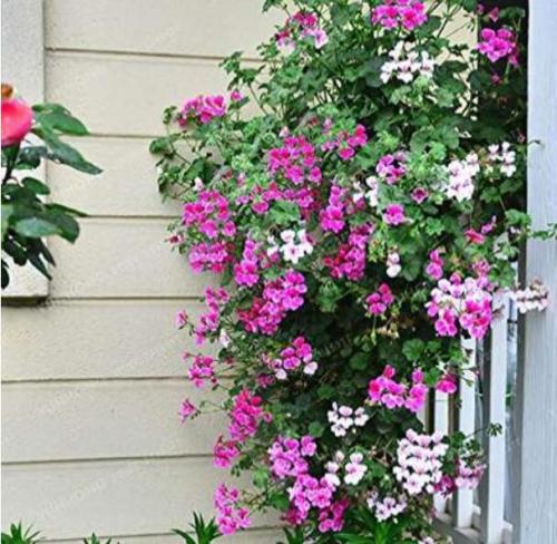 Hanging Geranium Bonsa Rare Variegated Geranium Bons Potted Perennial Garden Flowers