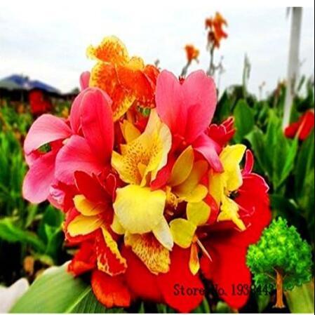 Flower Canna Lily Bulbs - Ermine - Tropical House Plant - White Flowers