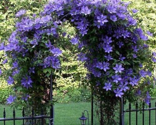 Rare Climbing Plants Jasmine Seed Amazing Smell & Beautiful Flowers Perennial
