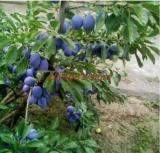 Dwarf Round Plums Seed Fruit Seed Balcony Seed Family Garden Seeds