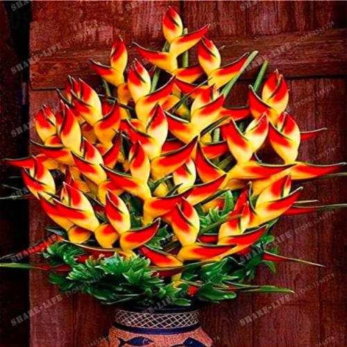 Indoor Potted Plant Flower Orange Strelitzia Reginae Seed Bird of Paradise