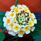 Lantana Camara plant Rare Perennial Gorgeous Flower plant Seed Plant for Home Garden Plant - (Color: 2)