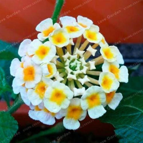 Lantana Camara plant Rare Perennial Gorgeous Flower plant Seed Plant for Home Garden Plant - (Color: 2)