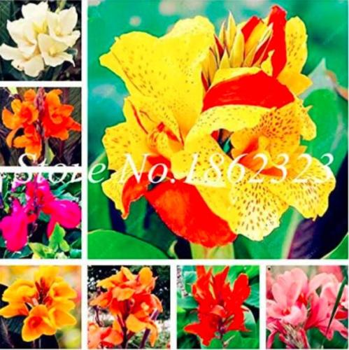 Colorful Canna Lily Seed DIY Potted Plants Indoor Outdoor