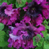 Petunia Seeds, 'Superbissima Nana Wine Red'