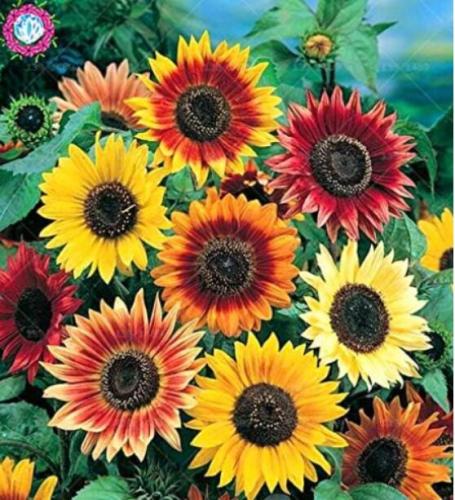 Sunflower Seeds