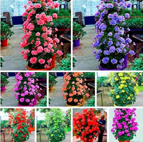 Climbing Geranium Seeds, Mixed