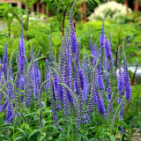 Spike Speedwell Seeds, #Ver01 Blue