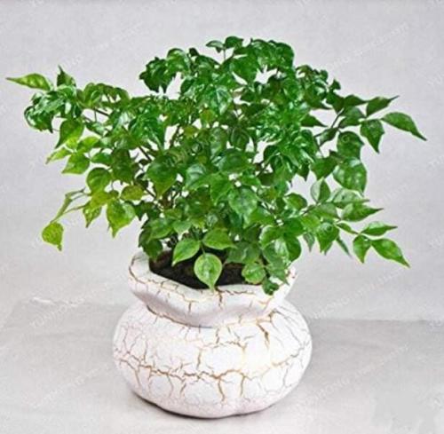Radermachera Sinica Seeds, Korean Hornbeam Mini Tree