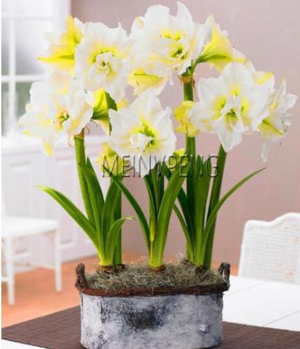 Amaryllis Bulb (Color: 1)