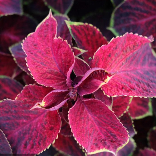 Coleus Blumei Seeds, #COL03 Red