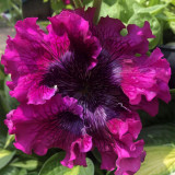 Petunia Seeds, 'Superbissima Nana Wine Red'