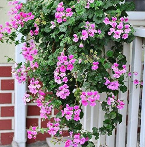 Hanging Geranium Seed Rare Variegated Geranium