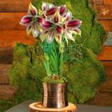 Amaryllis Bulb (Color: 10)