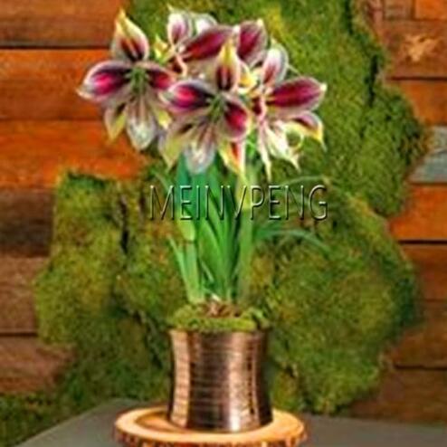 Amaryllis Bulb (Color: 10)
