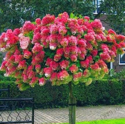 Vanilla Strawberry Hydrangea Flower Seeds