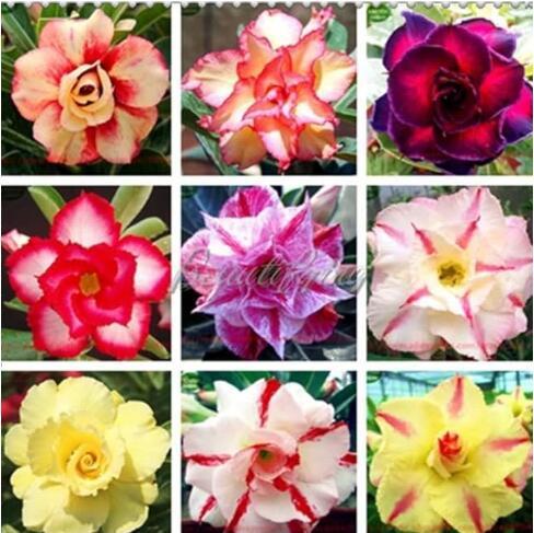 Rare Desert Rose Mixed Ornamental Adenium Obesum Seeds