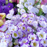 Mixed Eustoma (Lisianthus) Seeds – High Germination Rate
