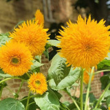 Teddy Bear Sunflower Seeds, Ornamental Potted Sunflower with Bright Blooms