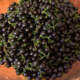 Black Nightshade Plant (Solanum nigrum) – Edible Berries, Traditional Medicine, and Ornamental Herb