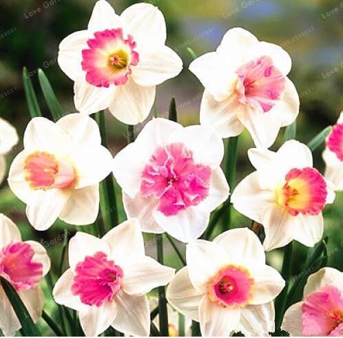 Narcissus Seed Daffodil Flower Absorption Radiation Aquatic Plants