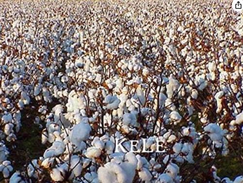 Pure White Cotton Seed Crops, Flower Flores Easy to Grow Home Garden Plant plantas