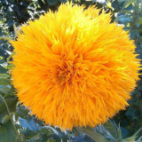 Teddy Bear Sunflower Seeds, Ornamental Potted Sunflower with Bright Blooms