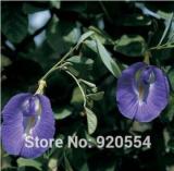 Butterfly Pea, Clitoria ternatea, Blue Pea Seeds