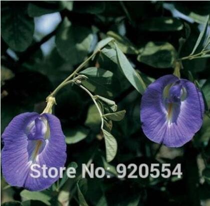 Butterfly Pea, Clitoria ternatea, Blue Pea Seeds