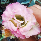 Mixed Eustoma (Lisianthus) Seeds – High Germination Rate
