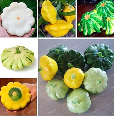 Rare Pumpkin Seed Interesting Novel Plant UFO Squash Vegetables