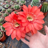 Echinopsis Cactus Seeds Mixed, Easy-Care Large Bloom, Indoor & Balcony Decor, Year-Round Flowering Greenery