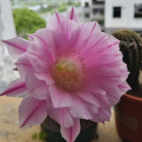 Echinopsis Cactus Seeds Mixed, Easy-Care Large Bloom, Indoor & Balcony Decor, Year-Round Flowering Greenery