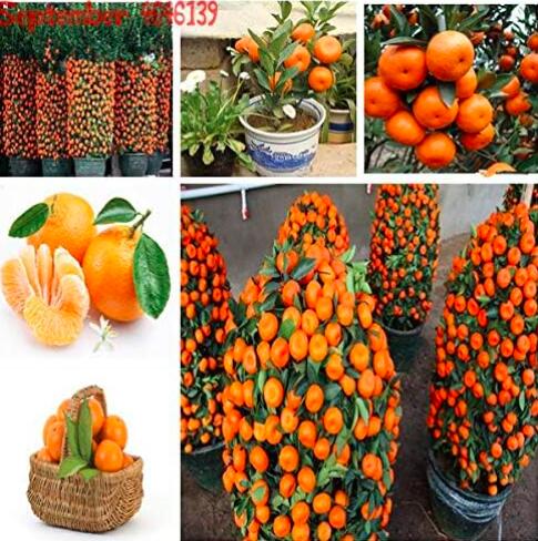 MandarinOrangeEdibleFruitTreeSeeds