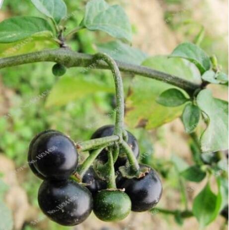 Solanum Nigrum Seeds