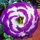Mixed Eustoma (Lisianthus) Seeds – High Germination Rate