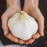 Giant Garlic Vegetable Seeds