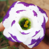 Mixed Eustoma (Lisianthus) Seeds – High Germination Rate