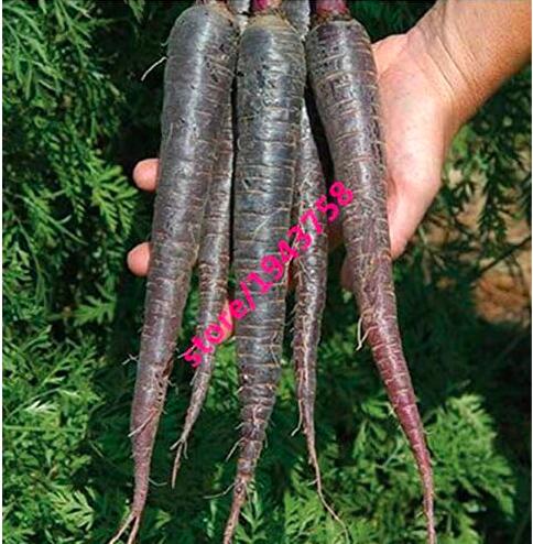 BlackCarrotPurpleSunCarrotHeirloomVegetableforHomeGardenPlants