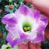 Mixed Eustoma (Lisianthus) Seeds – High Germination Rate