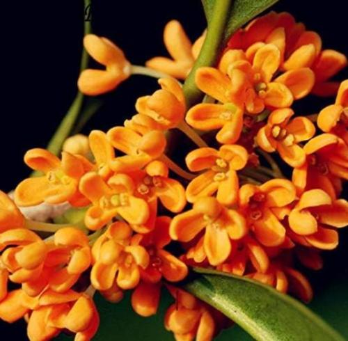 Fragrant Olive Sweet Osmanthus Tree Plant Seeds