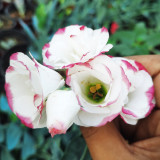 Mixed Eustoma (Lisianthus) Seeds – High Germination Rate