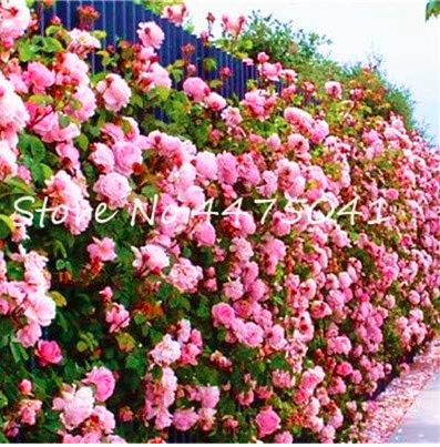 Climbing Rose Seed Perennial Indoor Climbing Charming Rose (Color 22)