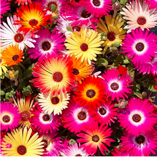 Daisy Seed Livingstone Daisy Seed Potted Flower Seed Variety
